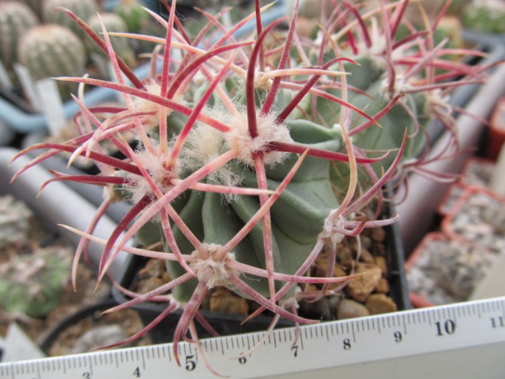 Echinocactus parry
