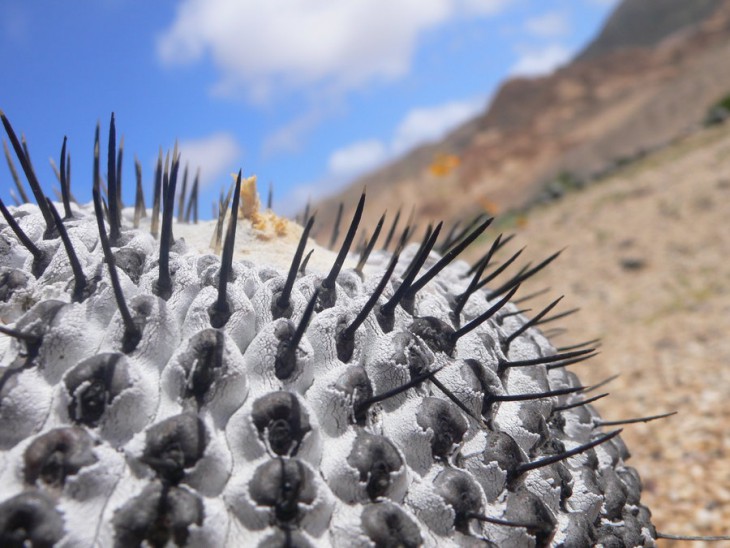 copiapoa_cinerea_by_okamichile94-d2yz2lx.jpg