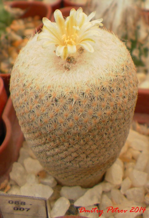 Epithelantha	bokei