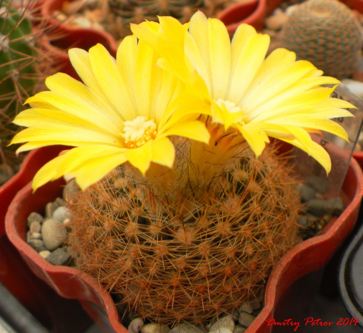 Parodia	tillii