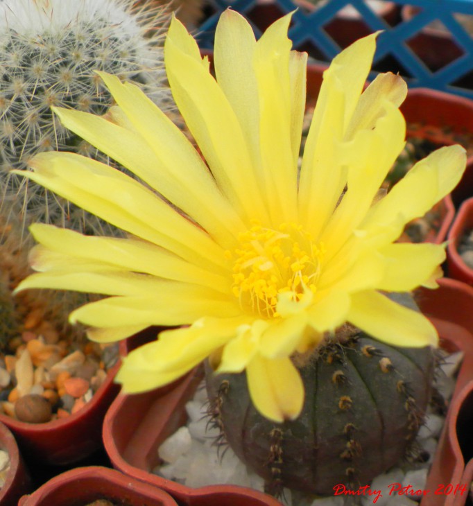 Frailea asterioides GF271