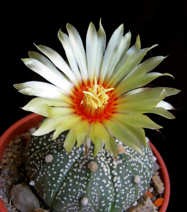 Astrophitum acterias .JPG