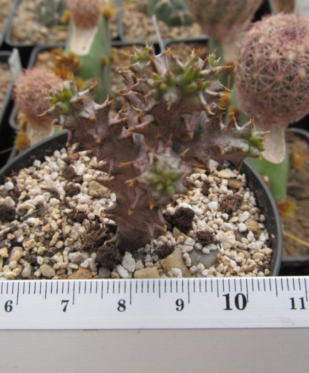 Edithcolea grandis