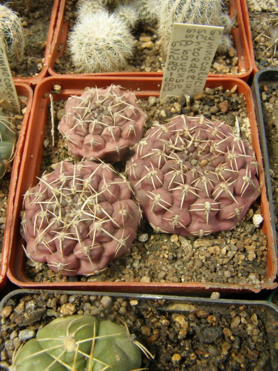 schroederianum ssp. bayense GN289-969