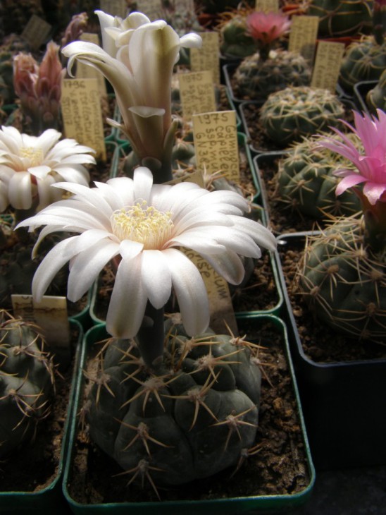 G.cappilaense ssp. mucidum GN383-1281