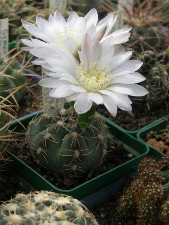 G.erinaceum v.pauciaquamosum JPR193-587