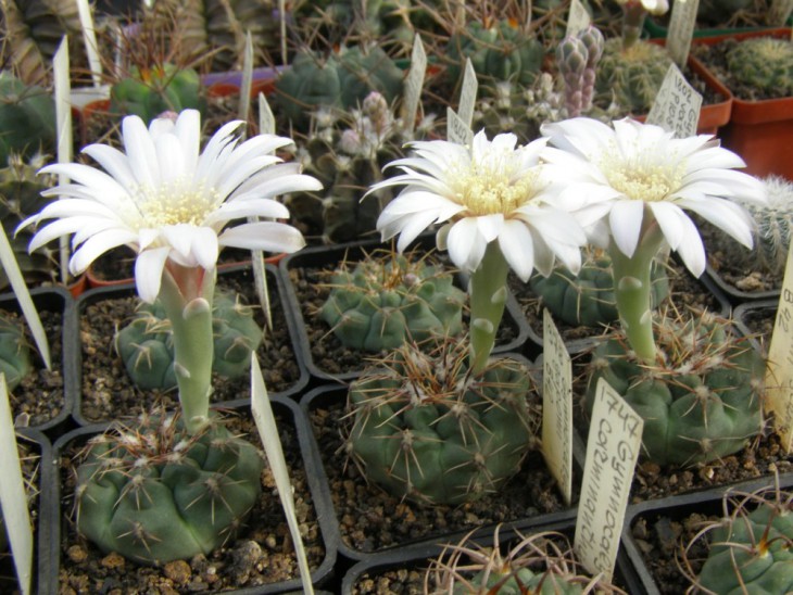 G.gaponii B42