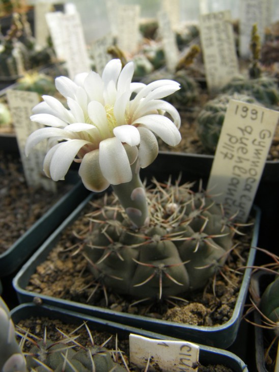 G.quehlianum P117