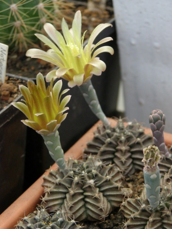 G.michanovichii v. stenogonum P242
