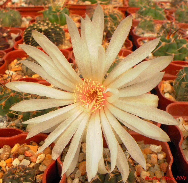 Gymnocalycium	mesopotamicum	 VS242