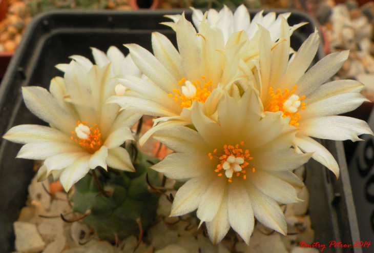 Turbinicarpus	klinkerianus