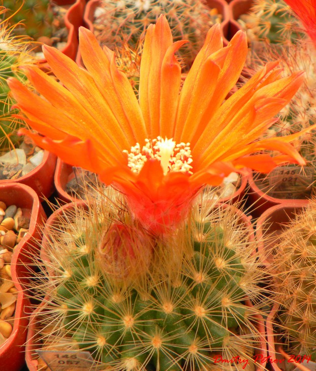 Parodia chrysacanthion SE 23