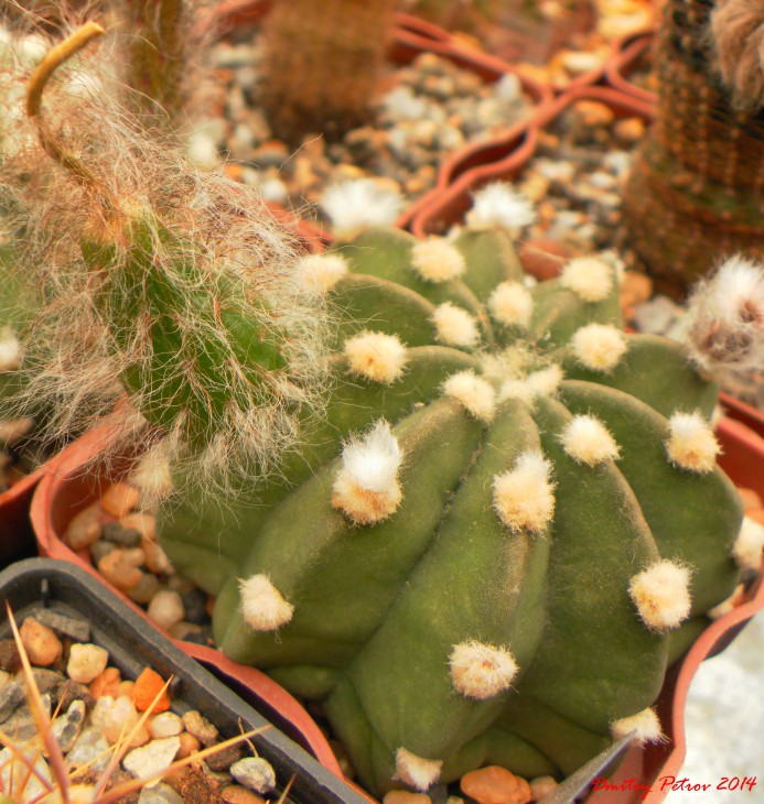 Echinopsis	subdenudata