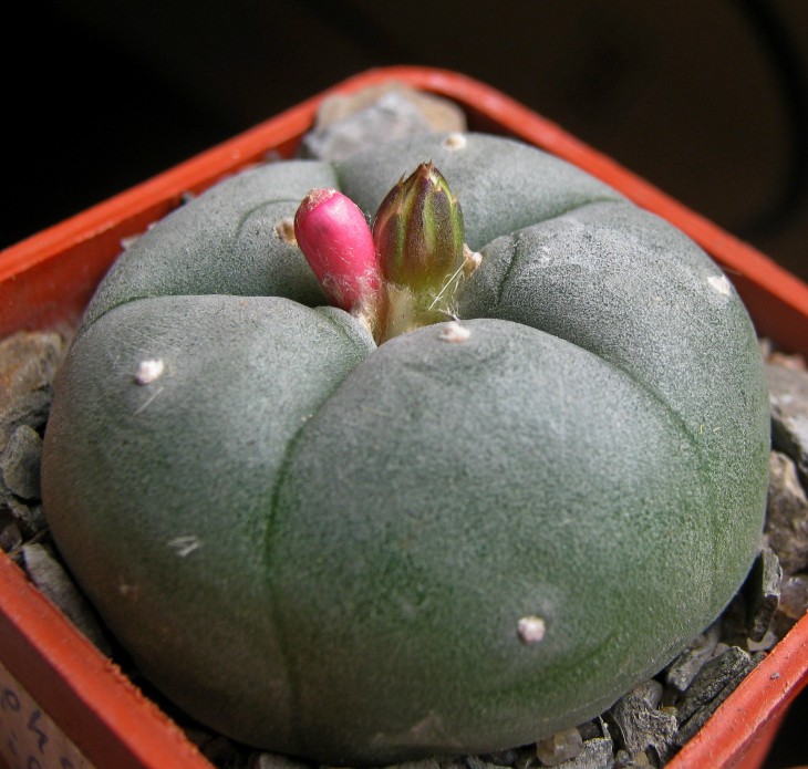 Lophophora williamsii.JPG