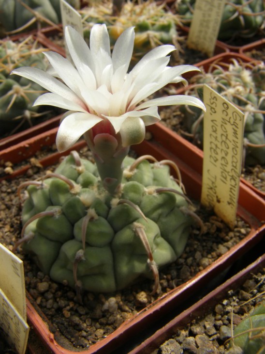 G.ochoterenae ssp. vatteri JPR92-107-257