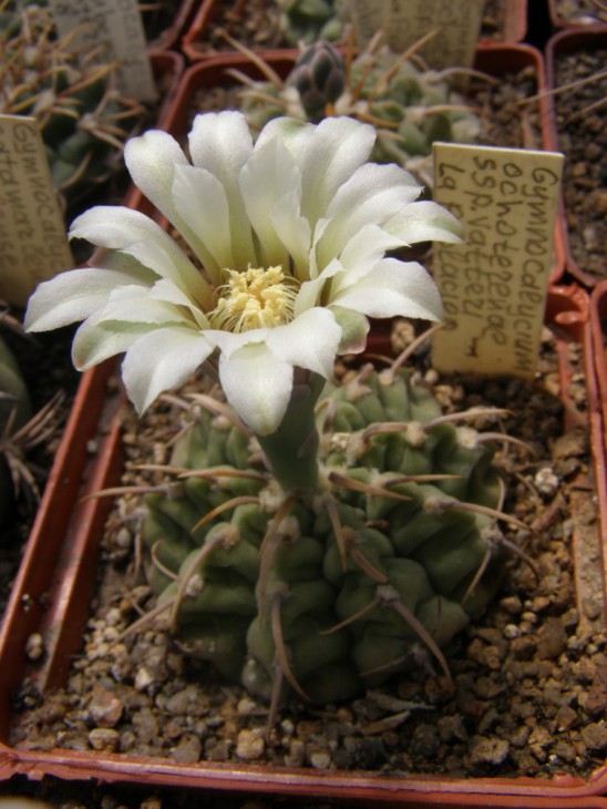 G.ochoterenae ssp. vatteri La Pablacion