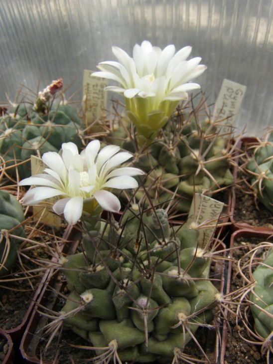 G.pungens