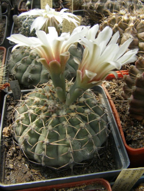 G.riojense ssp. paucispinum v. platigonum pseudoragonesii