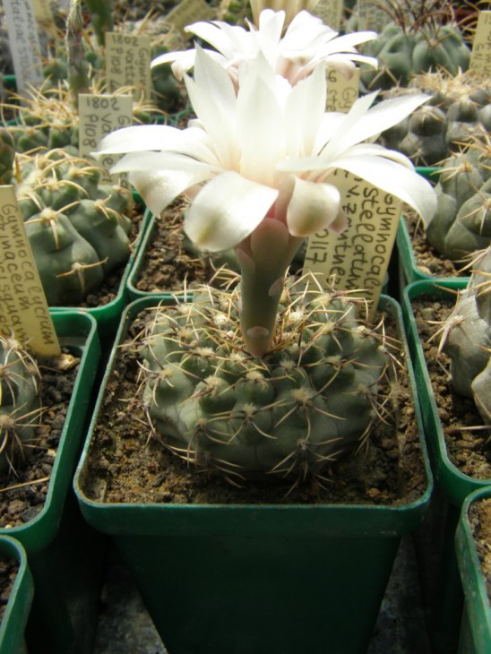 G.stellatum v. zantnerianum STO117