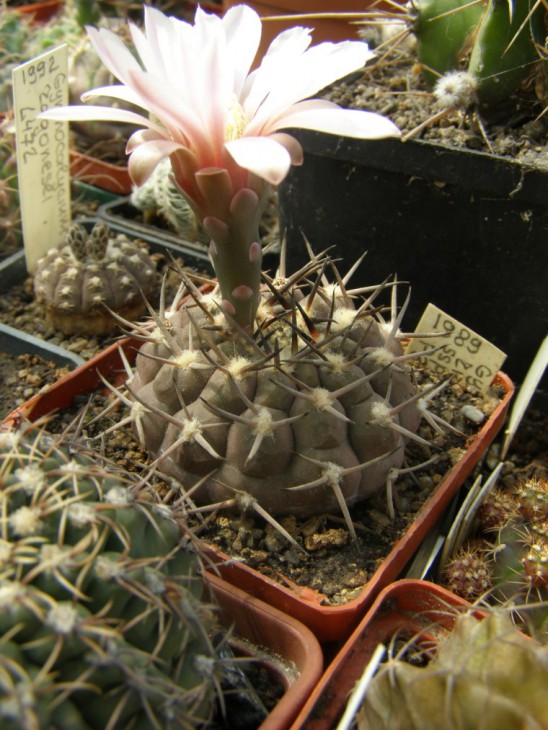 G.riojense ssp. piltziorum P38