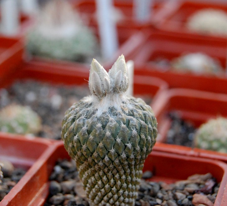Encephalocarpus strobiliformis бутон
