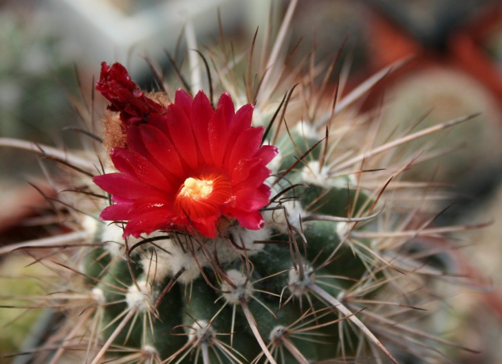 Parodia suprema