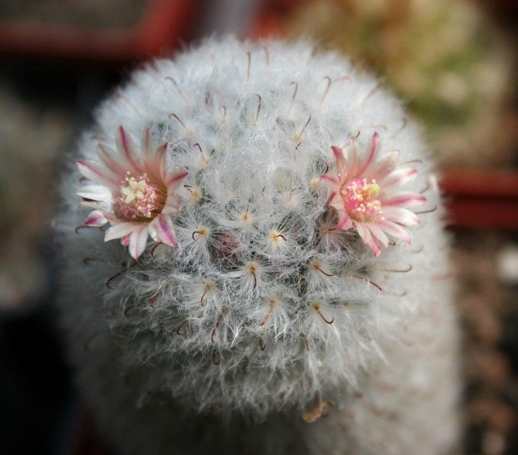 Mammillaria bocasana v. multilanata