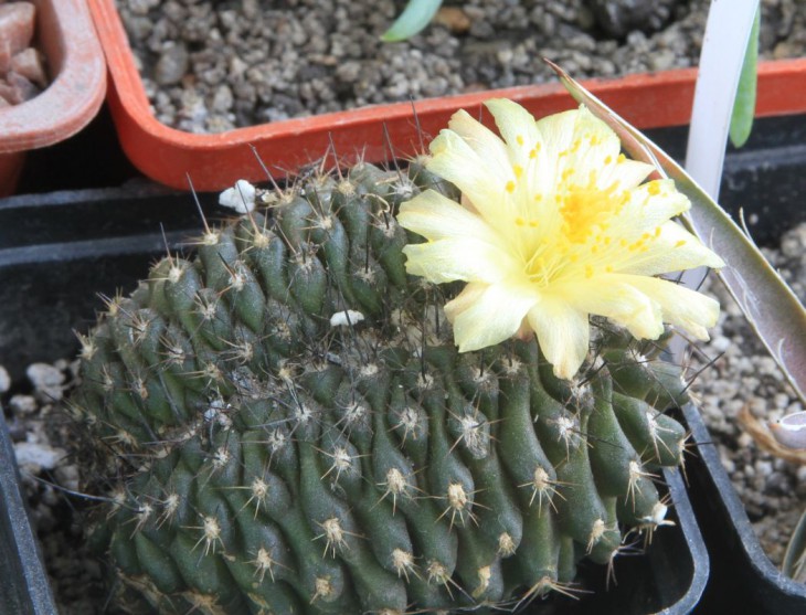 Copiapoa pendulina f. cristata