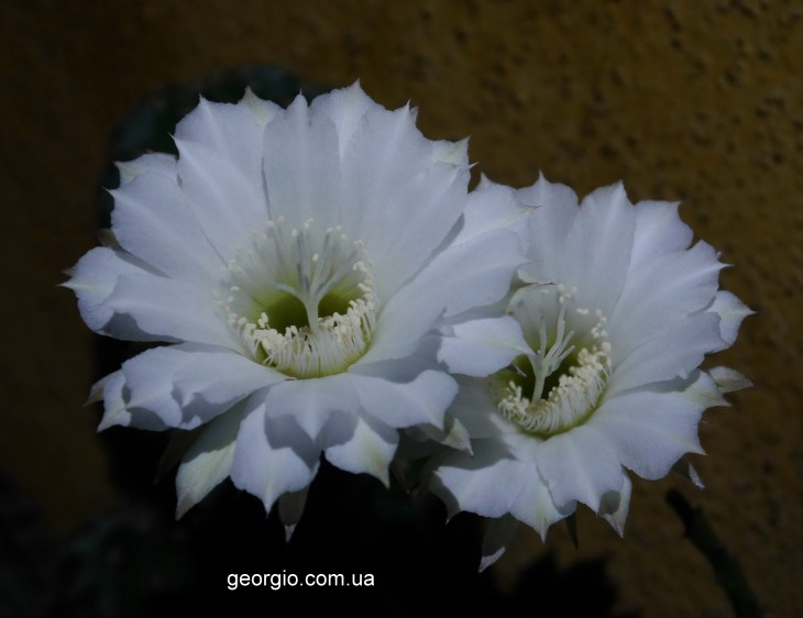 Echinopsis eyriesii-11.jpg