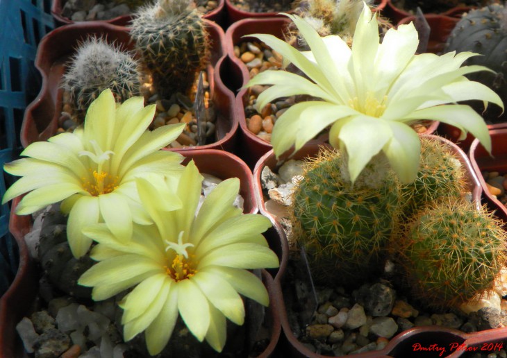 F.asterioides и<br />F.aureispina