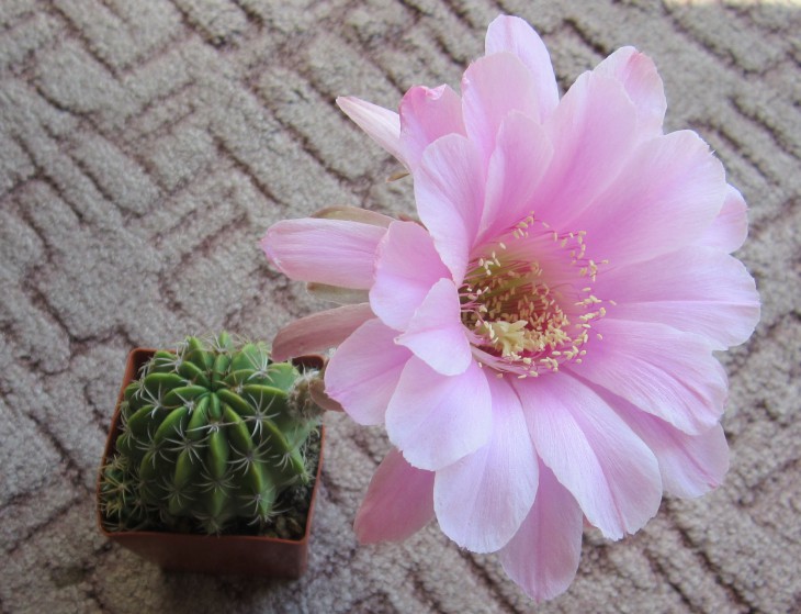 IMG_5806kEchinopsis obrepanda.jpg