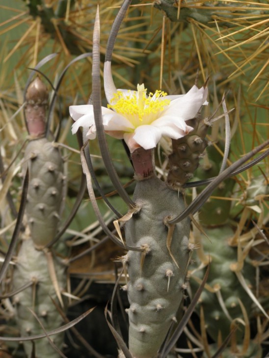 Tephrocactus articulatus var. oligacanthus