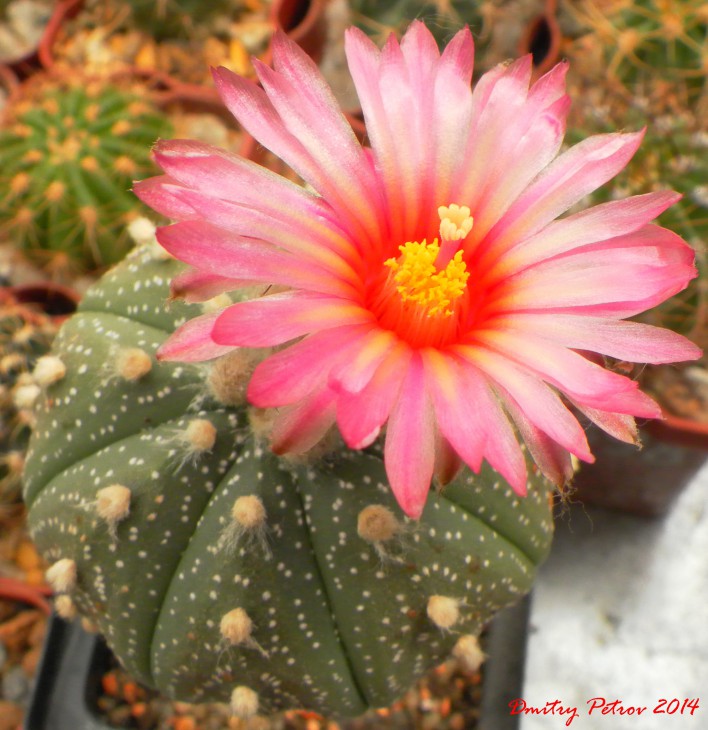 A.asterias