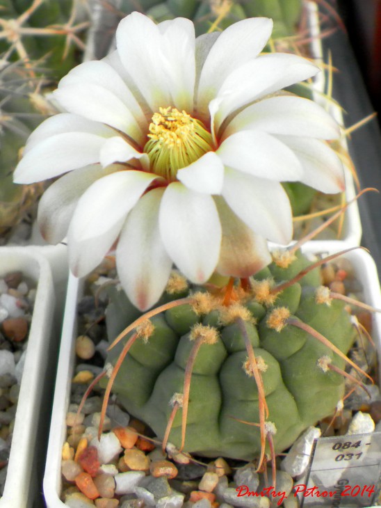 Gymnocalycium	vatteri