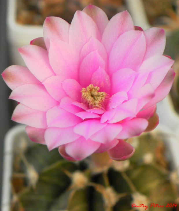 G.friedrichii