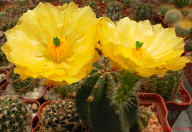 Echinocereus	subinermis