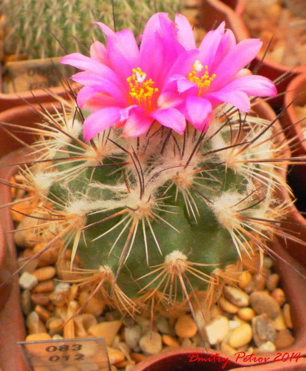 Gymnocactus 	viereckii	Lau 1159