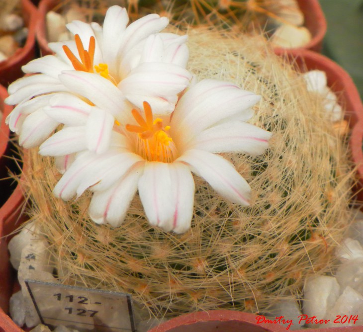 Mammillaria	lenta