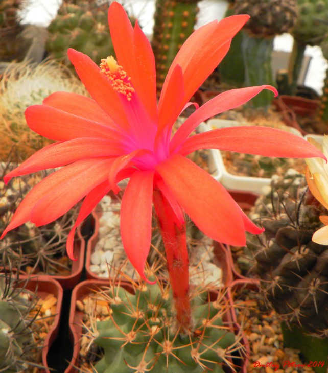 Matucana	krahnii
