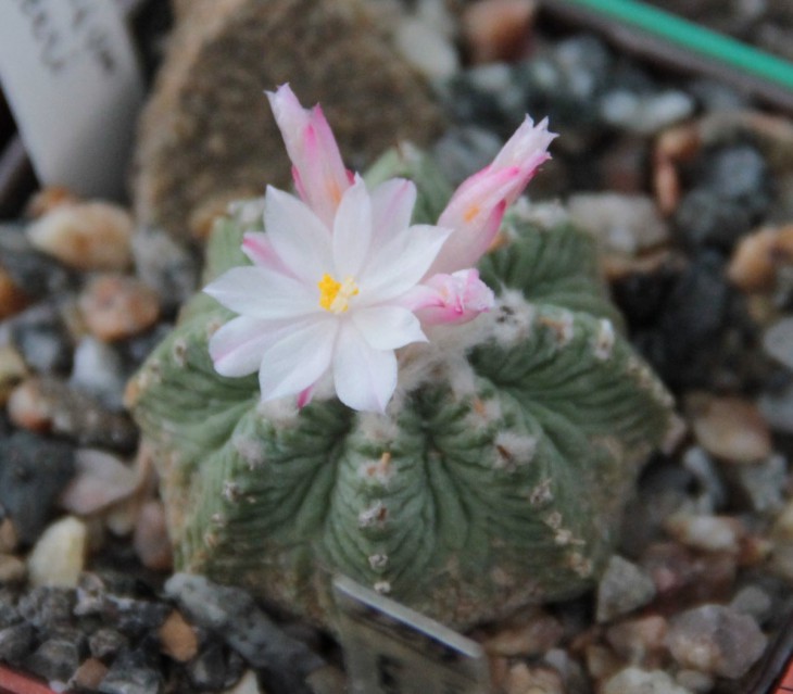 Aztekium ritteri