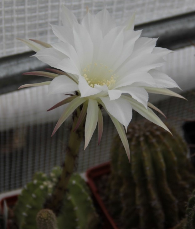 Echinopsis subdenudata