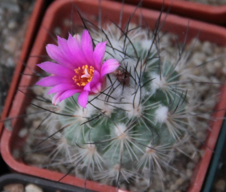 Gymnocactus viereckii