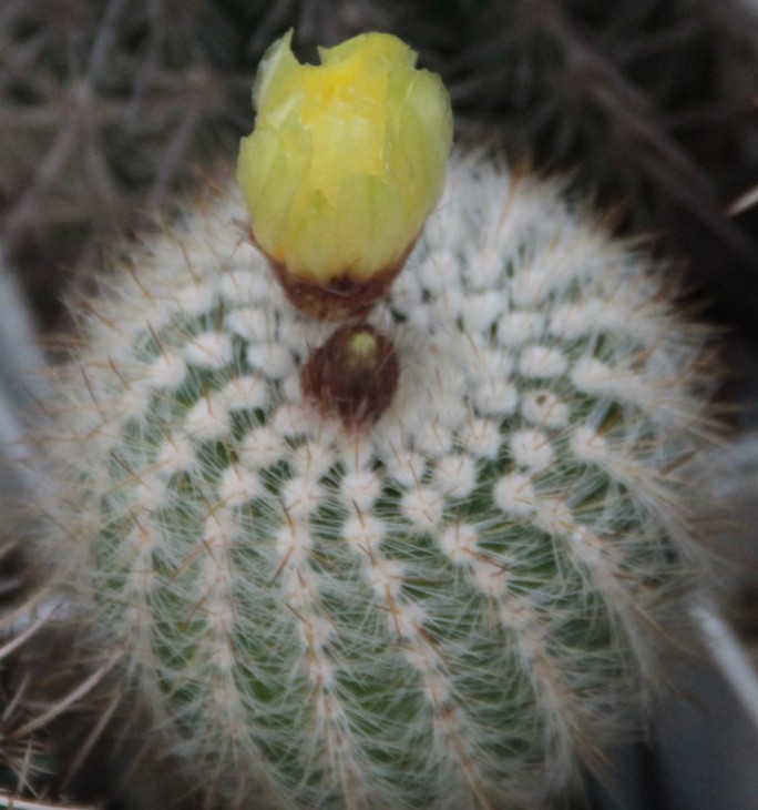 Notocactus scopa
