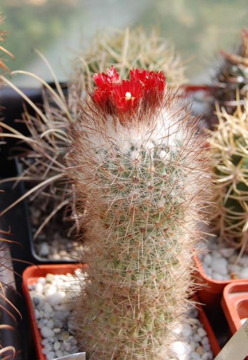 Parodia uhligiana