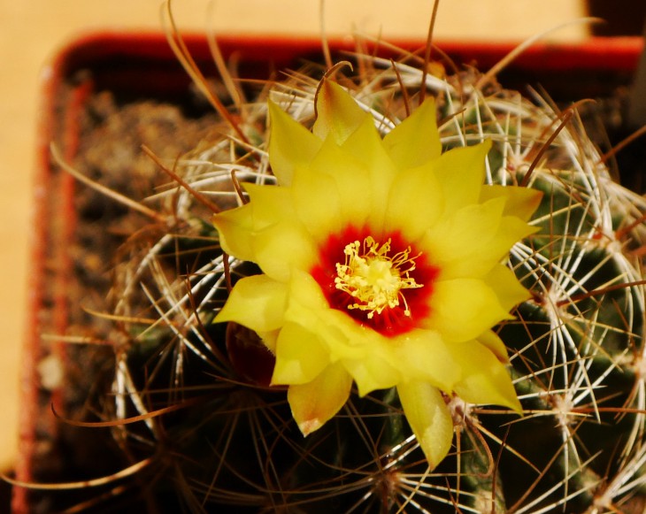 Hamatocactus setispinus-1.jpg