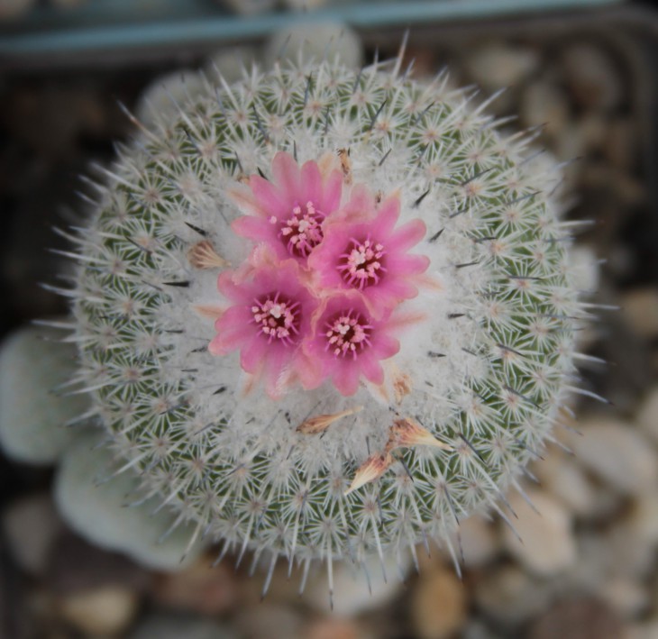 Epithelantha unguispina