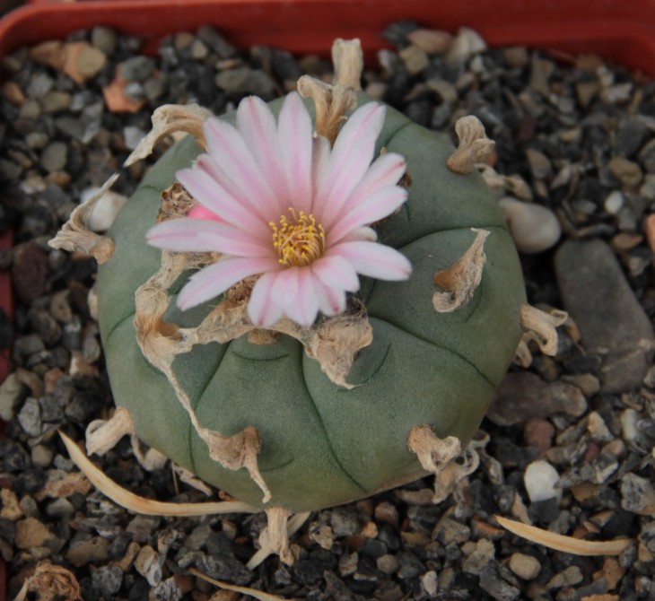 L. diffusa