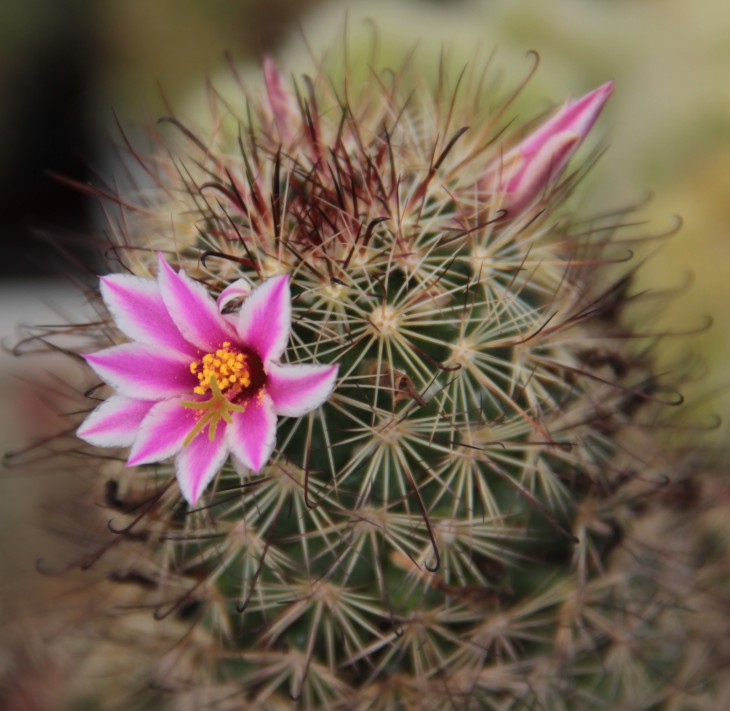 Mammillaria blossfeldiana
