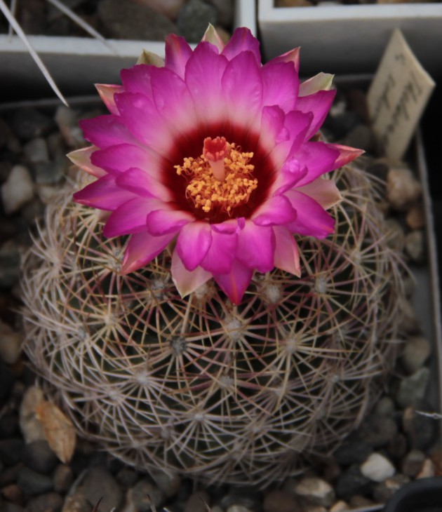 Thelocactus bicolor ssp.  schwarzii