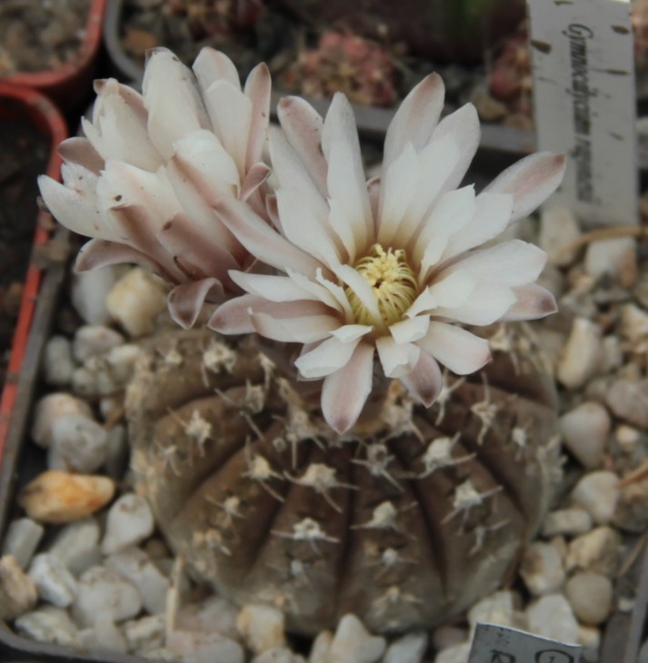 Gymnocalycium ragonesii